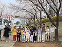 260403 봄맞이 벚꽃구경