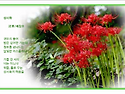 상사화(相思花)