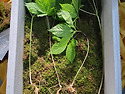 wild ginseng