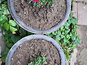 Argyranthemum frutescens (L..