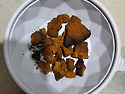 Russian Chaga Mushroom
