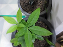 money tree and rubber tree