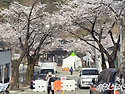 5일 청풍호 벚꽃은?&hellip;만개..