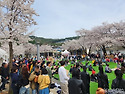 제29회 청풍호벚꽃축제' ..