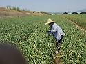 황토밭 햇 마늘쫑 수확 시..