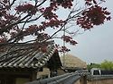 20260501 하회마을 풍경