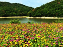 경주 바실라카페의 꽃동산