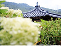 목수국 (바닐라 프레이즈) 길(道)