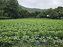 콩(서리태) 순지르기 작업 _ 1차