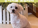 강아지를 찾습니다. 노견인데 사는곳이..