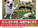 강아지를 찾습니다 / 여주시, 원주시 ..