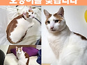 고양이를 찾습니다. 장마가 시작되어 ..
