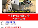 저희강아지찾아주세요제발요