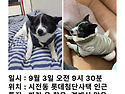 강아지를 찾습니다!! 여수 시전동 롯데..