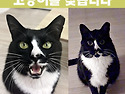 (고양이를 찾습니다) 레오를 애타게 찾..