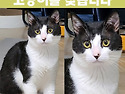 1월에 실종된 고양이를 찾습니다. 제보..
