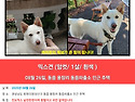 강아지를 찾습니다
