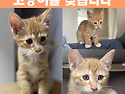 아기 고양이를 찾습니다. 비가 오는중이..