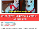 강아지를 찾습니다