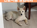 (강아지 실종신고) 4개월된 강아지를 ..