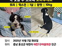 강아지를 찾습니다