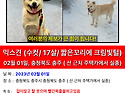 강아지 실종 찾으시는분은 사례금 30..