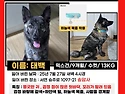 [실종 신고] 태백이 전남 순천 송암사