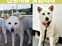 인천시 옹진군 영흥도에서 실종된 흰색..