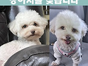 (강아지 실종신고) 실버푸들 구찌를 찾..