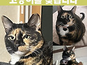 가출한 고양이를 찾습니다 !! 부천 카..