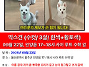 강아지를 찾습니다