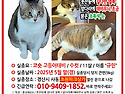고양이를 찾습니다 / 경산시 사동 초원..