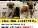 강아지를찾습니다