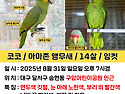 앵무새를 찾습니다