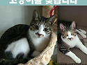 (고양이를 찾습니다) 고등어 냥이 포레..