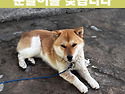 (강아지를 찾습니다) 성주에서 시바 혼..