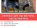 이탈리안 그레이하운드 강아지 찾습니다