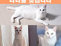 (사례합니다) 인천에서 흰색 고양이 나..