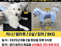 경기 부천 강아지 찾습니다