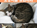 고양이를 애타게 찾고있습니다 !!