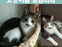 (고양이를 찾습니다) 고등어 냥이 포레..