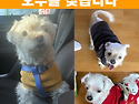 말티즈 강아지를 찾습니다. 노견인데 ..