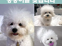 (강아지를 찾습니다) 동동이를 애타게 ..