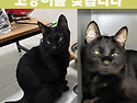 (고양이를 찾습니다) 까만 고양이 냥이..