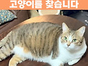 한달 전 실종된 고양이를 찾습니다. ..