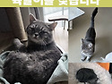 (고양이를 찾습니다) 새벽에 가출한 육..