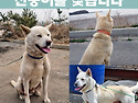 진돗개를 찾습니다 / 빨간 목줄함 / ..