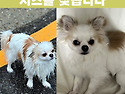 치와와 강아지를 찾습니다. 데려가신분..