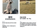 (강아지 실종신고) 서울 구로 오류동 ..