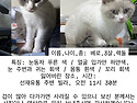 상도3동 고양이 찾습니다(찾았습니다)